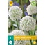 Jub Holland Allium Mount Everest (Ornamental Onion) White Flower On Long Stem 125 cm. High