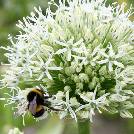Jub Holland Allium Mount Everest (Ornamental Onion) White Flower On Long Stem 125 cm. High