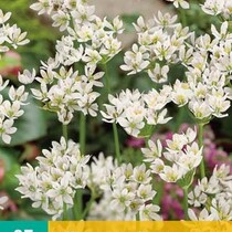 Allium Neapolitanum - 25 Bulbs