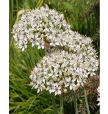 Jub Holland Allium Nigrum is known for its perennial character and is excellent for naturalising.