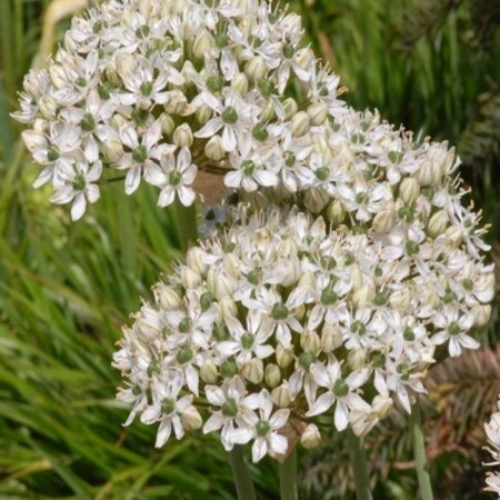 Jub Holland Allium Nigrum is known for its perennial character and is excellent for naturalising.