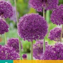 Allium Purple Sensation - 5 Bulbs