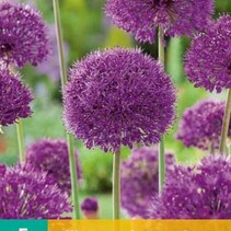Allium Purple Sensation - 5 Bollen