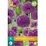 Jub Holland Allium Purple Sensation Großblumige Zierzwiebel mit voller lila Farbe.
