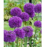 Jub Holland Allium Purple Sensation Grootbloemige Sierui Met Volle Paarse Kleur.
