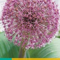 Allium Red Giant - 3 Blumenzwiebeln