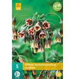 Jub Holland Allium Nectaroscordum Siculum, Ook wel Bulgaarse Ui Genoemd.
