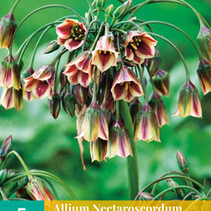Allium Nectaroscordum Siculum - 5 Bulbs
