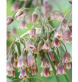 Jub Holland Allium Nectaroscordum Siculum, Ook wel Bulgaarse Ui Genoemd.