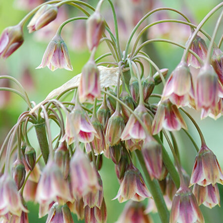 Jub Holland Allium Nectaroscordum Siculum, Also called Bulgarian Onion.