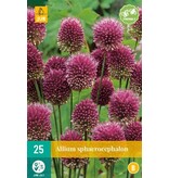 Jub Holland Allium Sphaerocephalon, Ook Wel Kogellook of Drumstokjes Genoemd.