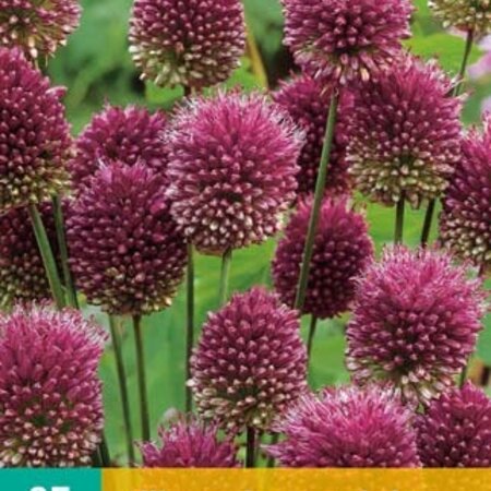Jub Holland Allium Sphaerocephalon, Ook Wel Kogellook of Drumstokjes Genoemd.