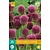 Jub Holland Allium Sphaerocephalon - 25 Bulbs