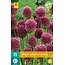 Jub Holland Allium Sphaerocephalon, Ook Wel Kogellook of Drumstokjes Genoemd.