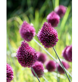 Jub Holland Allium Sphaerocephalon, Ook Wel Kogellook of Drumstokjes Genoemd.