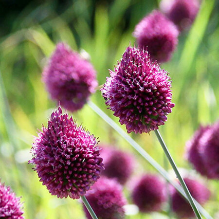 Jub Holland Allium Sphaerocephalon, Ook Wel Kogellook of Drumstokjes Genoemd.