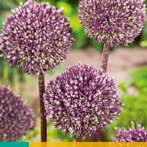 Allium Summer Drummer - 3 Bulbs