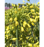 Jub Holland Allium Yellow Fantasy, Lage Alliumsoort 40 cm. Hoog