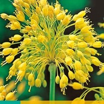 Allium Yellow Fantasy - 7 Bulbs