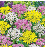 Jub Holland Allium Species Mix - Small Flowered Alliums Mixed - 25 Bulbs
