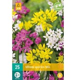 Jub Holland Allium Species Mix - Small Flowered Alliums Mixed - 25 Bulbs