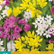 Allium-Arten-Mischung - 25 Blumenzwiebeln