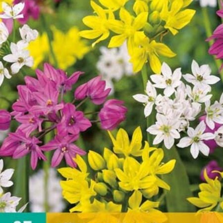 Jub Holland Allium Species Mix - Small Flowered Alliums Mixed - 25 Bulbs