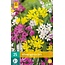 Jub Holland Allium Species Mix - Small Flowered Alliums Mixed - 25 Bulbs