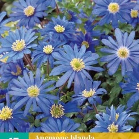 Jub Holland Anemone Blanda Blue Shades, also called Oriental Anemone - Blue Anemone
