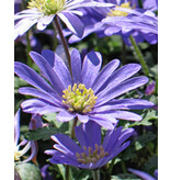 Jub Holland Anemone Blanda Blue Shades, also called Oriental Anemone - Blue Anemone