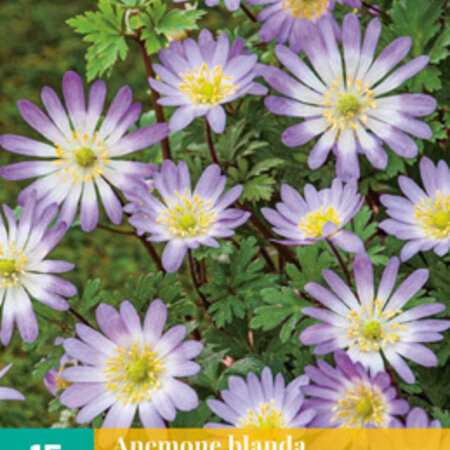 Jub Holland Anemone Blanda Charmer - Lilac-coloured and Looks like a Wood anemone.
