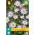 Jub Holland Anemone Blanda Charmer - New - 15 Bulbs