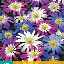 Anemone Blanda Mix - 15 Bollen