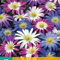 Anemone Blanda Mix - 15 Blumenzwiebeln