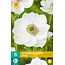 Jub Holland Anemone Coronaria Bride White - Abundant and Long-Flowering