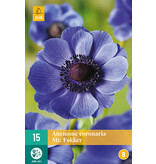 Anemone Coronaria Mr. Fokker Blooms Exuberantly And Long.