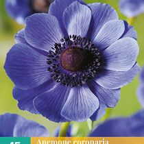 Anemone Coronaria Mr. Fokker - 15 Bollen