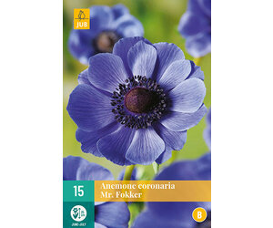 10 Bulbes D'Anémone 'Mr Fokker' - Circonférence 7/8 Cm - Fleurs Bleu-violet - Floraison Printanière - 7