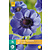Anemone Coronaria Mr. Fokker - 15 Blumenzwiebeln
