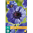 Anemone Coronaria Mr. Fokker Bloeit Uitbundig En Lang.