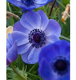 Anemone Coronaria Mr. Fokker Blooms Exuberantly And Long.