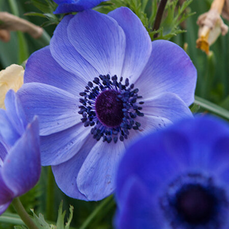 Anemone Coronaria Mr. Fokker Blooms Exuberantly And Long.