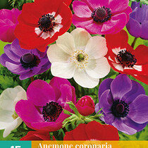 Anemone Coronaria De Caen Mix - 15 Blumenzwiebeln