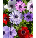 Jub Holland Anemone St. Brigid Mixed Have Double-Flowered Flowers In A Mix Of Colours.