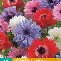 Anemone Coronaria St. Brigid Mix - 15 Bollen