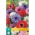 Jub Holland Anemone Coronaria St. Brigid Mix - 15 Bulbs