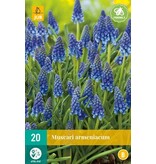 Jub Holland Muscari Armeniacum - Het Blauwe Druifje Dat Overal Groeit En Vermeerderd.