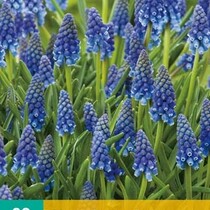Muscari Armeniacum - 20 Bulbs