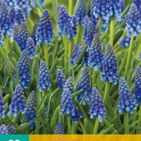 Jub Holland Muscari Armeniacum - The Blue Grape That Grows And Propagates Everywhere.