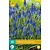 Jub Holland Muscari Armeniacum - 20 Bulbs